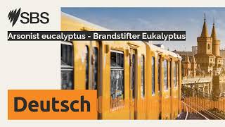 Arsonist eucalyptus  Brandstifter Eukalyptus  SBS German  SBS Deutsch [upl. by Yrebmik]