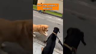 TODO CACHORRO PODE SER AGRESSIVO NÃO IMPORTA A RAÇA pets adestramento cachorros memes cães [upl. by Colvert]