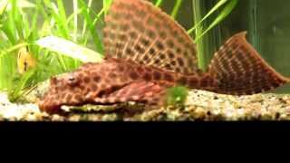 Leopard Sailfin plecostomus Pterygoplichthys gibbiceps high detail [upl. by Anonyw]