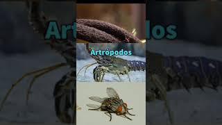 Clasificación de Invertebrados🌎Aula Virtual🎈 [upl. by Courtnay438]