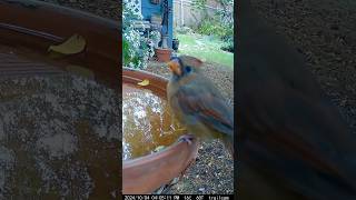 Cardinal having a drink bird [upl. by Henleigh]