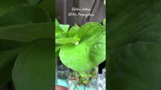 25112024 Golden Pothos water propagation 🌿🌿 [upl. by Walther368]