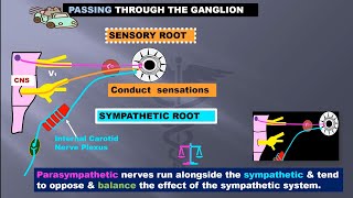 Ciliary Ganglion occulomotor nerve short amp long ciliary nerve [upl. by Sherrod693]