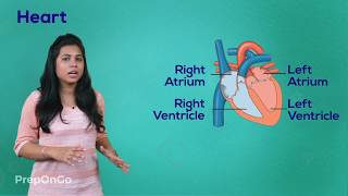 Life Process  11  Blood Circulatory System  Working of Heart  CBSE Class 10 [upl. by Yajet]