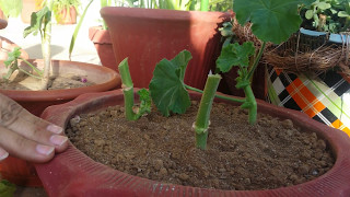 How to take geranium cuttings for new plantHindiUrdu [upl. by Hamford]