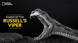 Fangs of The Russells Viper  Snakes SOS Goas Wildest  National Geographic [upl. by Maroj]