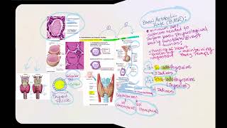 Lecture Video 9 Endocrine System [upl. by Dorina]