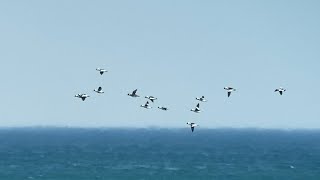 Bufflehead in flight  comparison Greenwinged Teal Longtailed Duck [upl. by Nylle166]