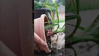 Repotting a Washingtonia Filifera palms viral [upl. by Anelas]