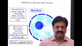 Cell Nucleus Definition Parts and Functions In Sindhi  XI Biology  Chapter 4 The Cell [upl. by Hbahsur]