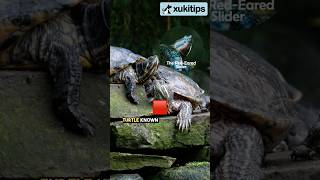 RedEared Slider Essentials Diet Habitat and Care redearedslider redearsliderturtle turtle [upl. by Douglass]