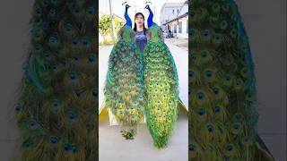 Delightful peacock video peacock shorts bollywood hindisong [upl. by Chas472]