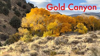 Placer Gold From Gold Canyon [upl. by Strait803]