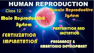 Human Reproduction in One Shot  NCERT Class 12  Biology Line to Line  NEET 2024  Target 360 [upl. by Massimo]