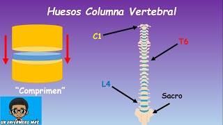 Huesos Que Conforman La Columna Vertebral  Anatomía [upl. by Norb808]