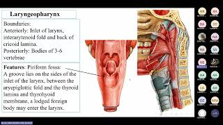 Pharynx amp Larynx by Dr Neven Abdelhamid [upl. by Eiggem995]