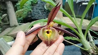 Catasetum saccatum female flower [upl. by Orihakat]