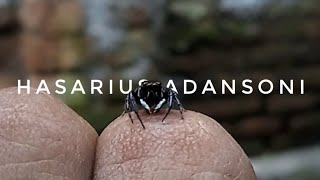 Jumping Spider behavior 🕷️ [upl. by Ennovyhc266]