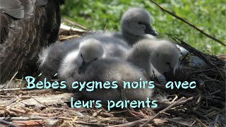 Bébés cygnes noirs avec leur parents [upl. by Terri]