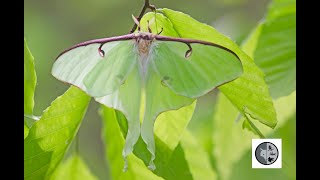 Naissance du Papillon luneBirth of the Luna Moth Actias luna [upl. by Audsley159]