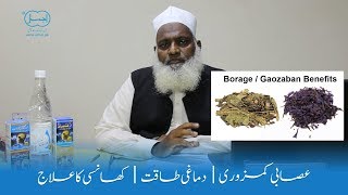 Gaozaban Benefits in urdu  Borage  Asaabi kamzori ka ilaj [upl. by Nevuer]