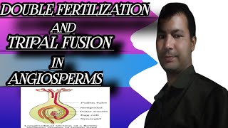 Double Fertilization and Triple Fusion in Angiosperms [upl. by Ebberta776]