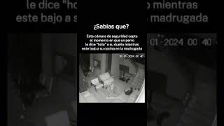 Perro habla como humano 💀☠️ soloparanormal funny funnyvideos [upl. by Anerahs]