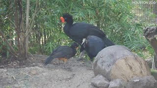 Raw video  Endangered wattled curassow chick hatches at Houston Zoo [upl. by Aitekram]