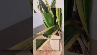 Reproducir Sansevieria por HOJAS [upl. by Nosnibor]