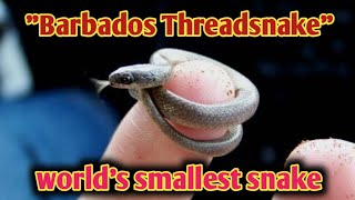 Barbados Threadsnake  Worlds Smallest Snake Species [upl. by Dnalyr]