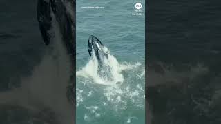 Humpback whale feasts close to shore [upl. by Branden]