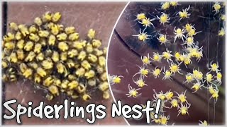 MASSIVE BABY SPIDERS NEST on garden SHED SPIDERLINGS HATCHED [upl. by Lindblad360]