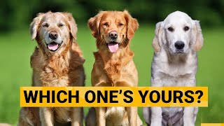 3 Types of Golden Retrievers and How to Identify Them [upl. by Suzette278]