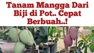 Cara menanam mangga agar berbuah lebat Cara Menanam mangga agar cepat Berbuah Tabulampot Mangga [upl. by Arolf76]