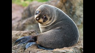 Metal detecting and a Baby seal on Pakefield beach [upl. by Wagner440]