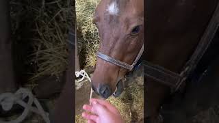 Horse auction Fishers tack and horse sales❤️ [upl. by Gayl]