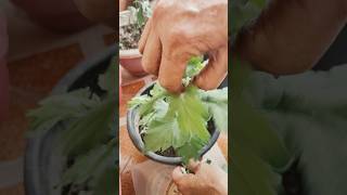 How to make guldaudi plant bushyguldaudicaretipsflowersgardeningshortsviralshorts [upl. by Eignat]