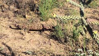 gila monster [upl. by Favin281]