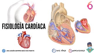 Fisiología Cardíaca Sistema Eléctrico y Control Nervioso Simpático y Parasimpático [upl. by Dajma136]