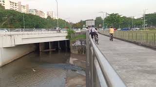 新加坡野生水獭 City In Nature  Smoothcoated Otters amp others  Singapore  11 October 2024 [upl. by Flanna]