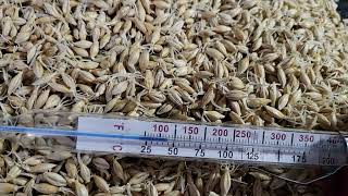 How To Malt amp Dry Barley For Home Brewing Beer Or Whiskey [upl. by Oira118]