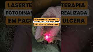 Laserterapia sendo realizada em paciente com ulcera medicinaveterinaria dermatologiaveterinaria [upl. by Palm]