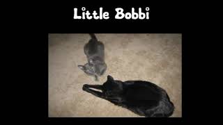 Bobbi The Dandy Cat [upl. by Modern371]