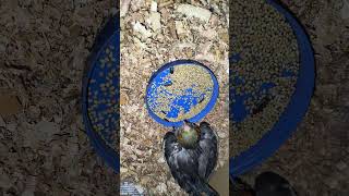 Cockatiel chicks treatment  mother ne2 din tak feed n karaya kamzor ho gaya viralvideo cockatiel [upl. by Maiah]