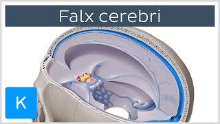 Falx cerebri Falx Cerebri  Human Anatomy  Kenhub [upl. by Arrotal846]