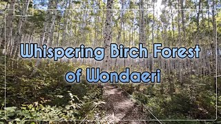 The Premium Whispering Birch Forest of Wondaeri in Korea [upl. by Amargo]