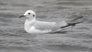 Bonapartes Gull 1st winter Marazion Cornwall [upl. by Hime28]