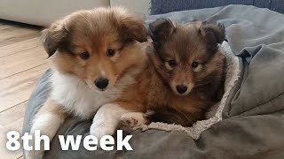 Shetland Sheepdog Puppies 8th week [upl. by Collayer]