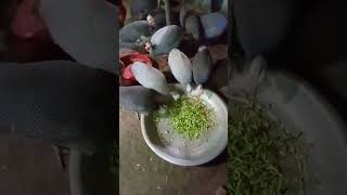 তিতির মুরগি  Guinea fowl  চীনা মুরগি  Birds Agro [upl. by Shaffer902]