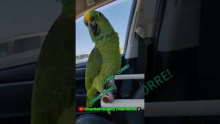 Charlie Murphy the Parrot police siren parrot birds pets [upl. by Dlanor]